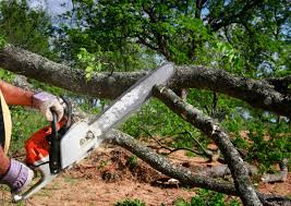 Best Tree Preservation Services  in , TN