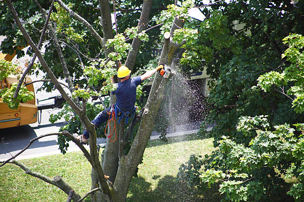 Best Weed Control  in , TN