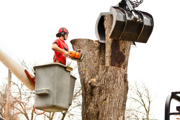 Best Commercial Tree Removal  in , TN